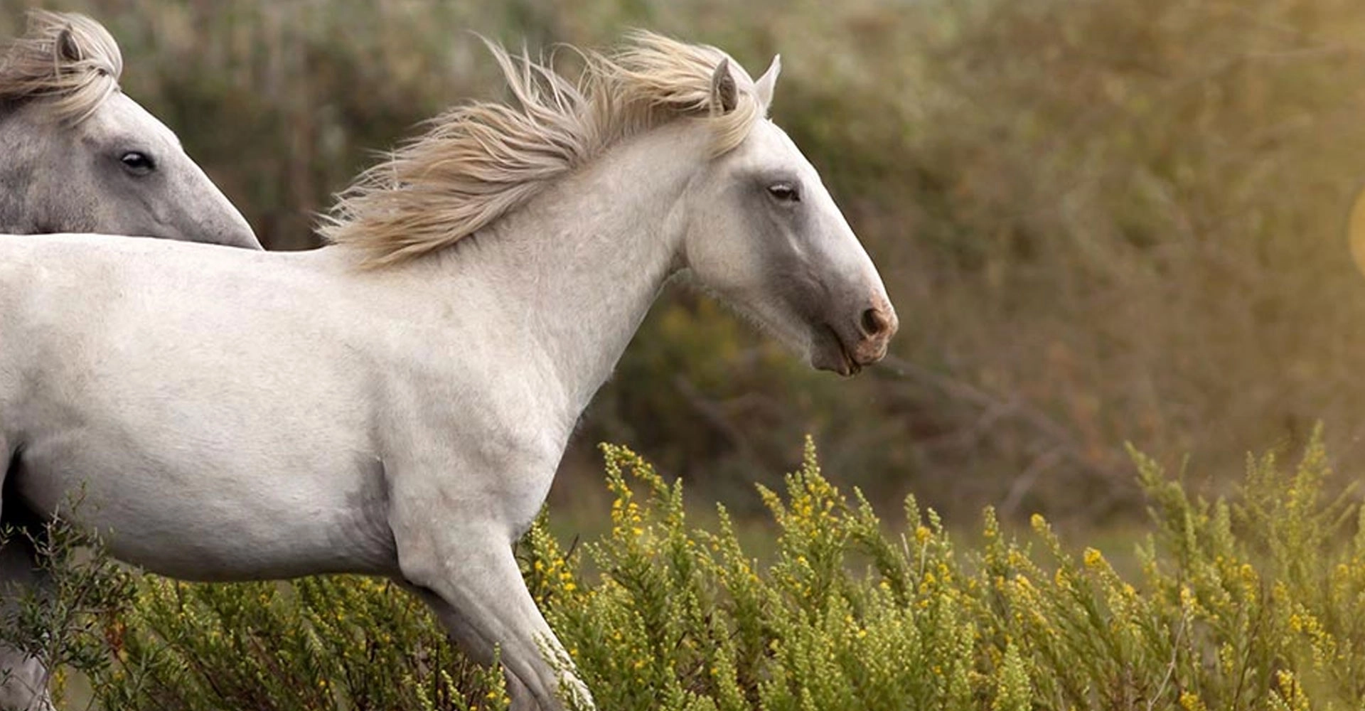 Cours d'équitation tous Niveaux, Activités équestres dès 2 ans, Pension confort et bien-être équin